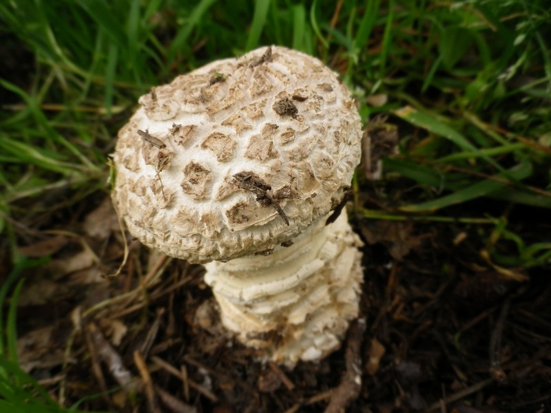 Amanita codinae ?